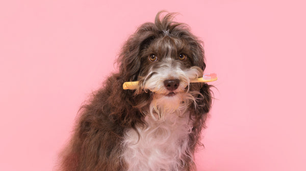 A long-haired grey and white dog, with a bobble in its hair and a toothbrush in its mouth, against a pale pink background