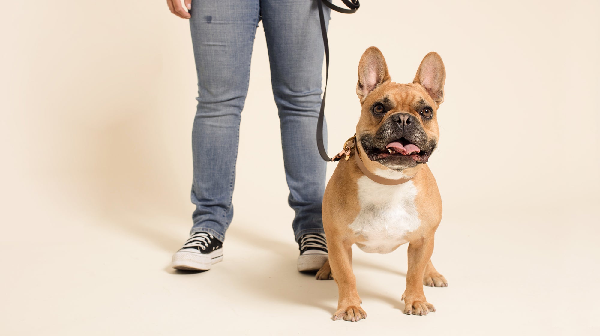 A tan-coloured French Bulldog, on a leash with their owner, against a beige coloured background