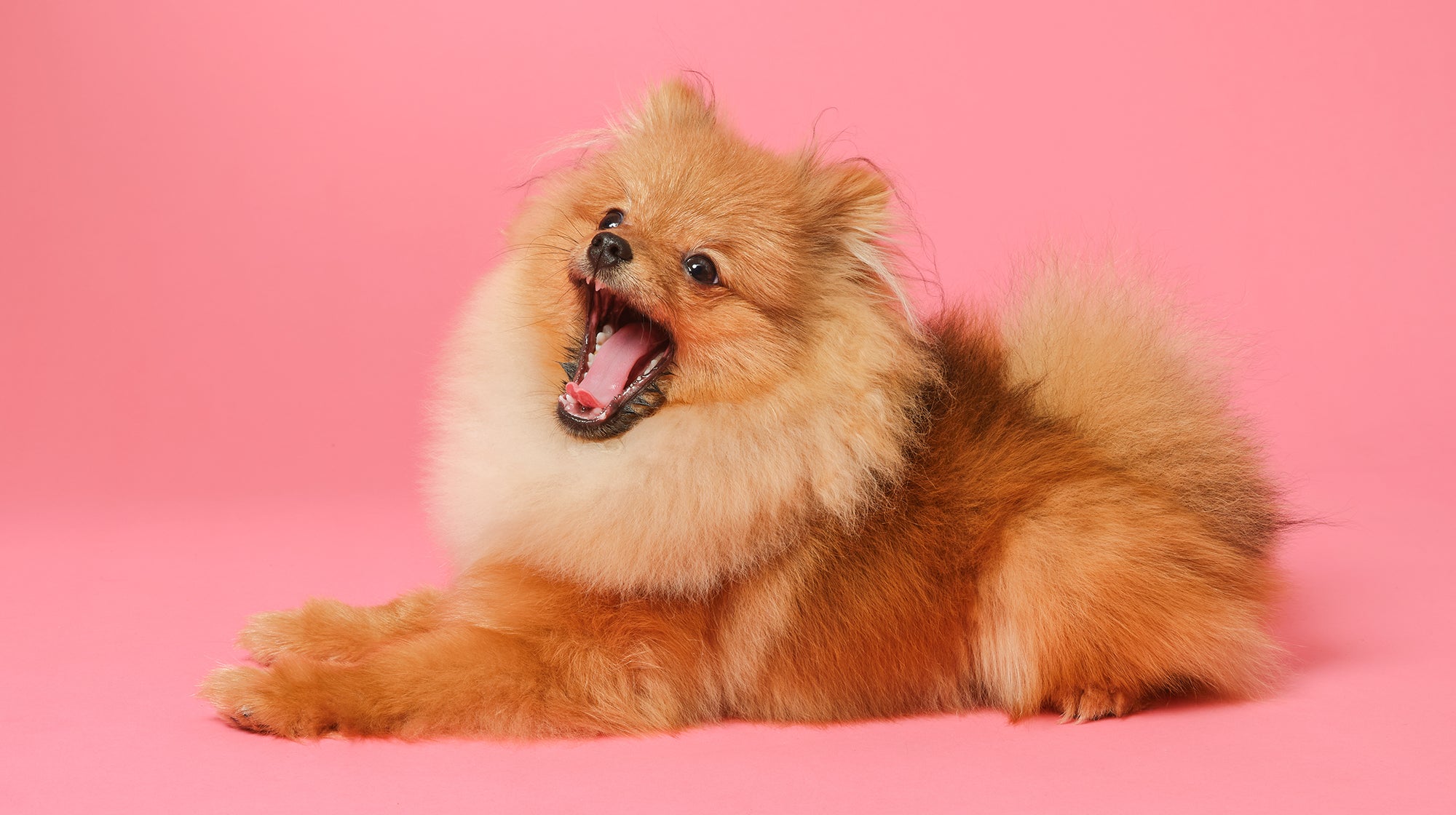 Pomeranian Puppy