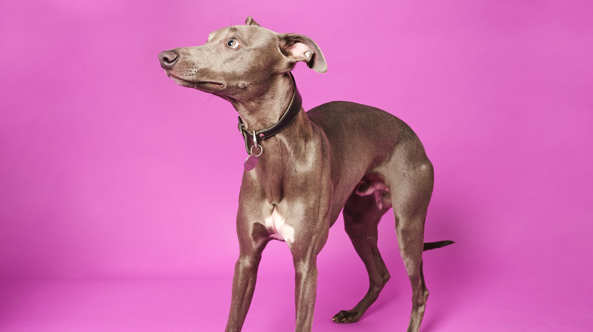 Grey Lurcher looking nervous, against a bright purple background