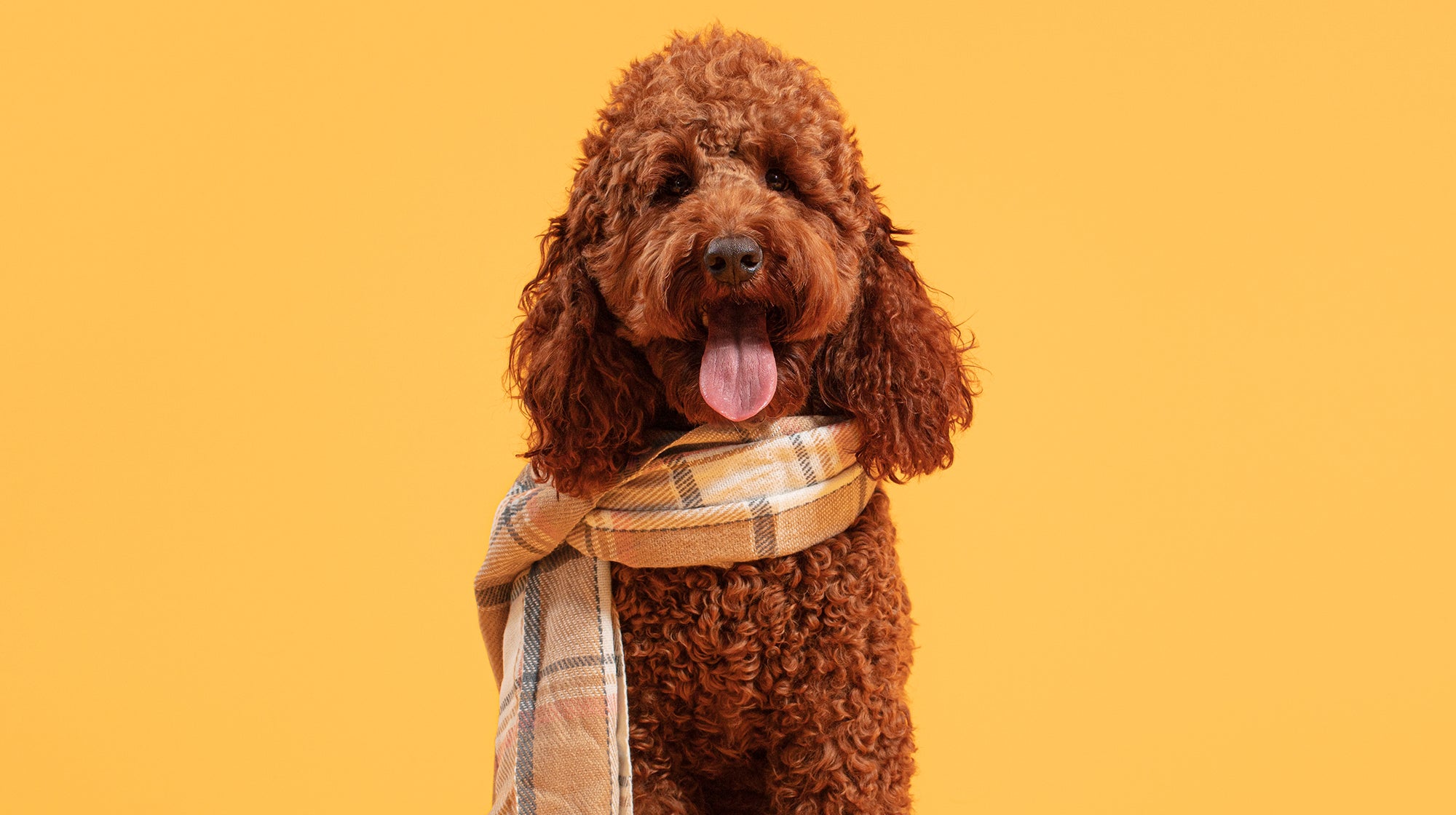 Brown Poodle Cross dog, wearing a scarf, against a yellow background