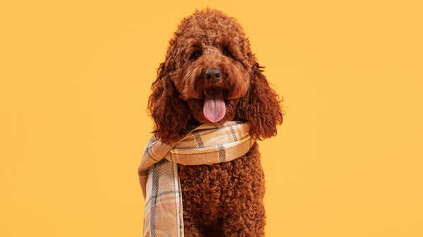 A brown curly-haired dog wearing a scarf, against a mustard yellow background