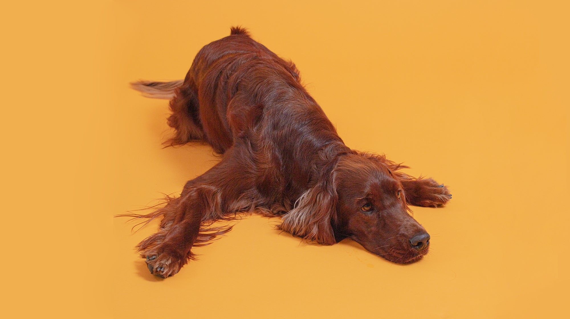 A brown Cocker Spaniel, lay down against a yellow background