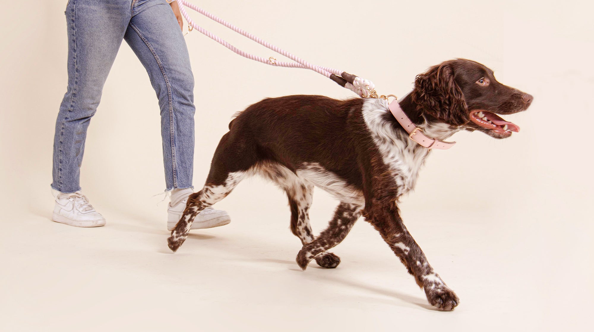 A brown and white Spaniel, on a leash with their owner, against a pale pink background