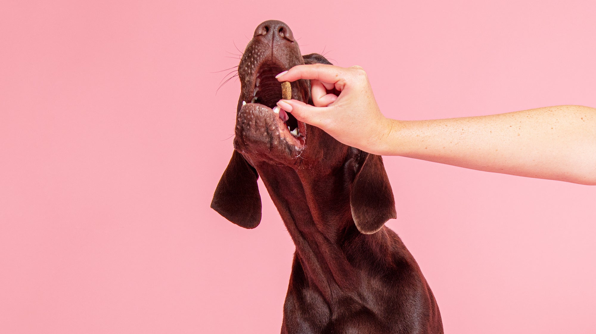 A chocolate Labrador taking a treat from their owner, against a pale pink background