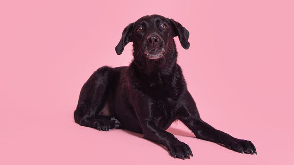 A black short haired dog, lying down, against a pale pink backdrop