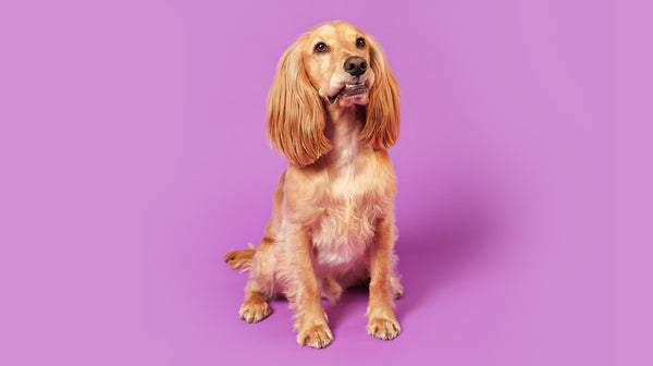 A golden cocker cross, looking up, against a purple backdrop