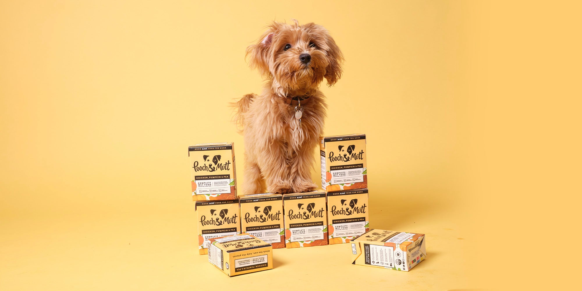 A small golden coloured dog, against a pale orange background, with Pooch and Mutt Chicken & Pumpkin wet food cartons around it