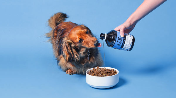 A long-haired brown Dachshund dog, watching Pooch & Mutt Salmon Oil being poured onto its dry food, against a pale blue background