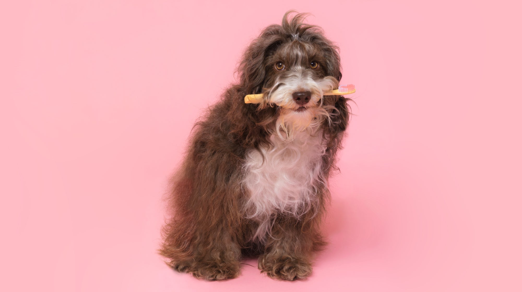 shaggy dog holding a toothbrush in it's mouth on a pink background
