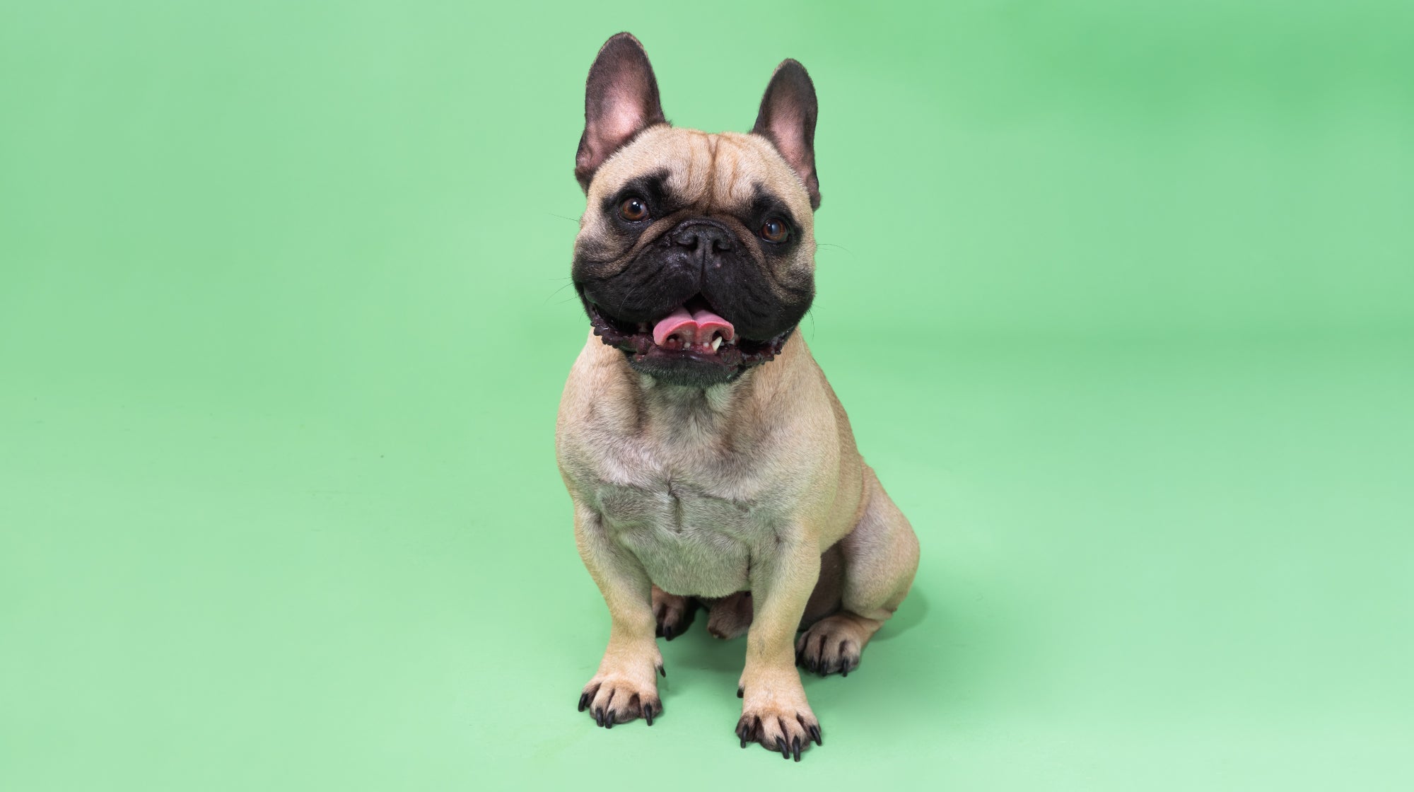 french bulldog sat on a green background