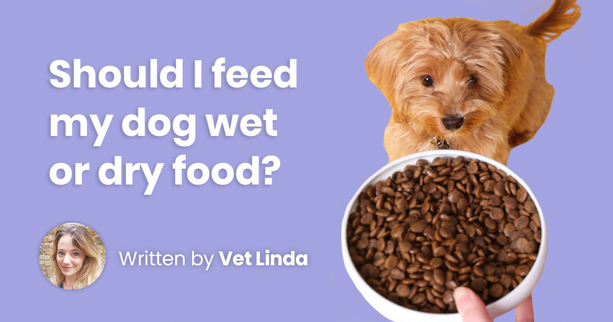 How Often Should Dogs Have Wet Food? Discover the Optimal Feeding Frequency