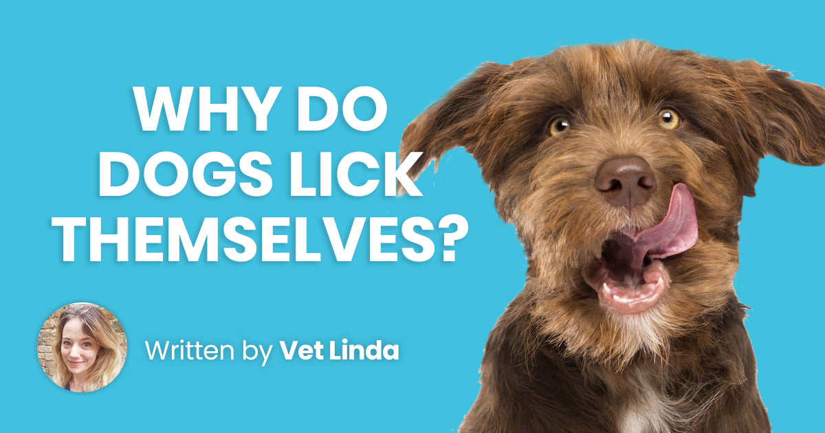 Why do Dogs Lick Themselves?