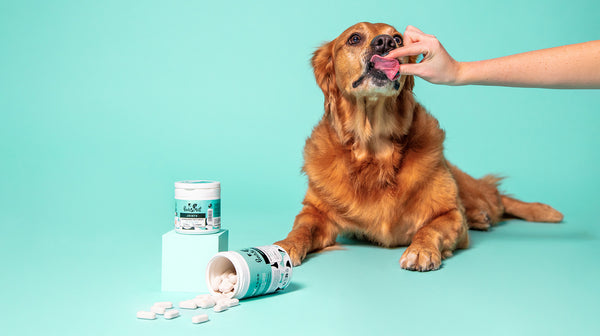 A large, red coloured dog taking a Pooch & Mutt Joint Supplement with the tub beside it, against an aqua blue background