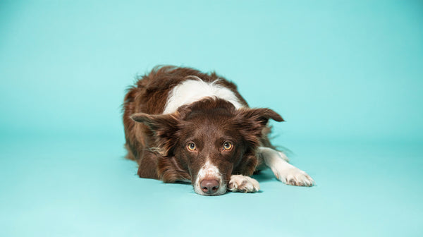 A black and white long haired dog, lay down looking glum, against a  bright blue background