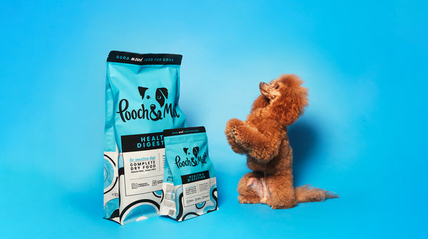 A tan-coloured poodle cross god, jumping up towards our range of Health & Digestion products, against a pale blue background