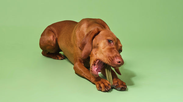 A red-coloured, short-haired, larger breed dog, chewing on a dental stick, against a pale green background