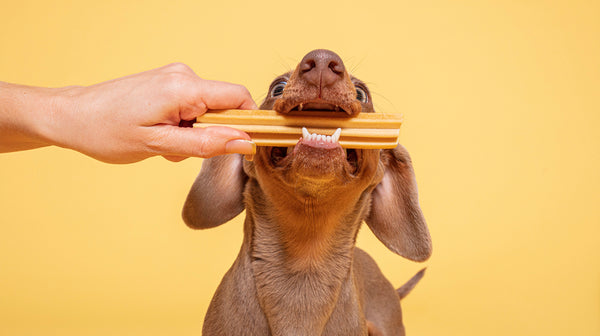 A close up of a light brown dachshund, being given a dental stick, against an orange/yellow background