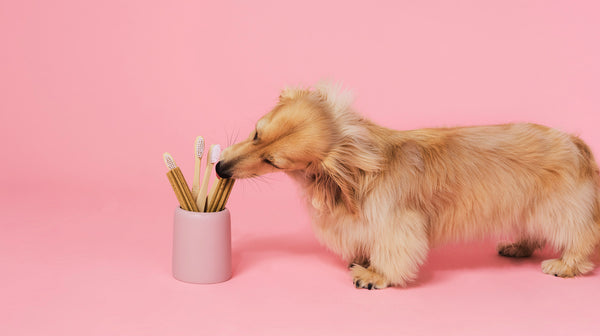 A small golden-coloured long-haired sausage dog, chewing on a dental stick from a pot containing dental sticks and bamboo toothbrushes, against a pale pink background