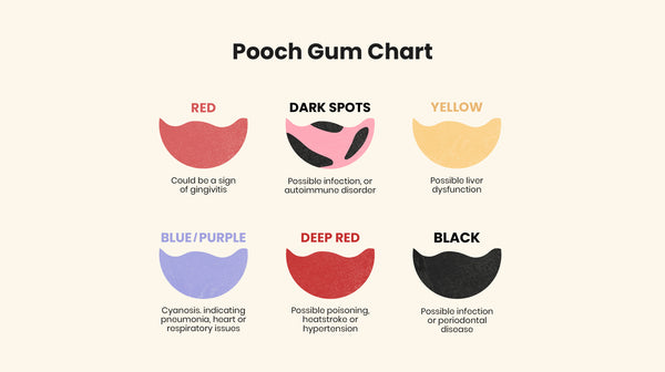 An infographic, showing different colours of unhealthy dog gums, and what each colour means