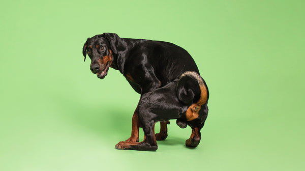 A Doberman dog squatting ready to poop