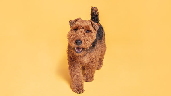 A golden and dark brown Welsh Terrier, walking along against a pale yellow background