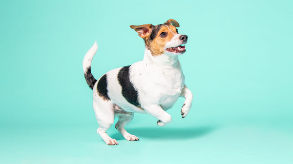 A tri-coloured Jack Russell Dog jumping in the air against an aqua blue background