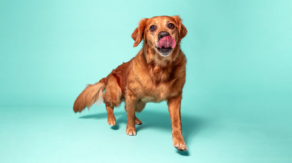A golden retriever licking its lips against a blue background