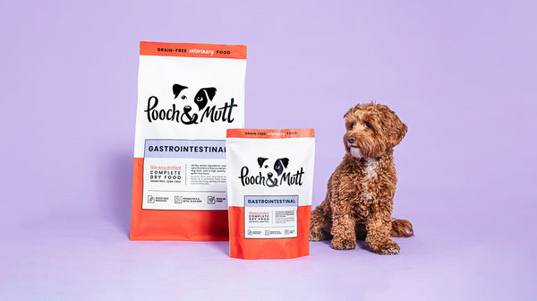 Two bags of our Grain-Free Gastrointestinal Veterinary Complete Dry Food next to a cute, small, light brown and white curly haired dog looking at the bags of food