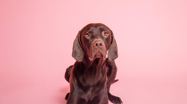 A chocolate brown, large, short-haired dog, lay down against a pale pink background