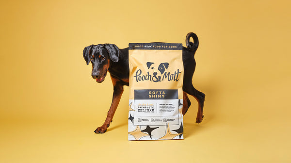 A Doberman dog, standing behind a bag of our Soft & Shiny food, against a mustard-coloured background