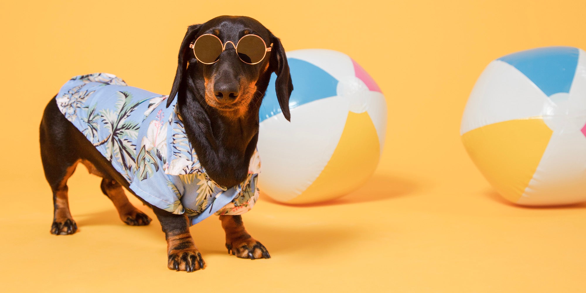 A brown and tan Dachshund dog, in a sun shirt and sunglasses with beach balls, against a pale orange background