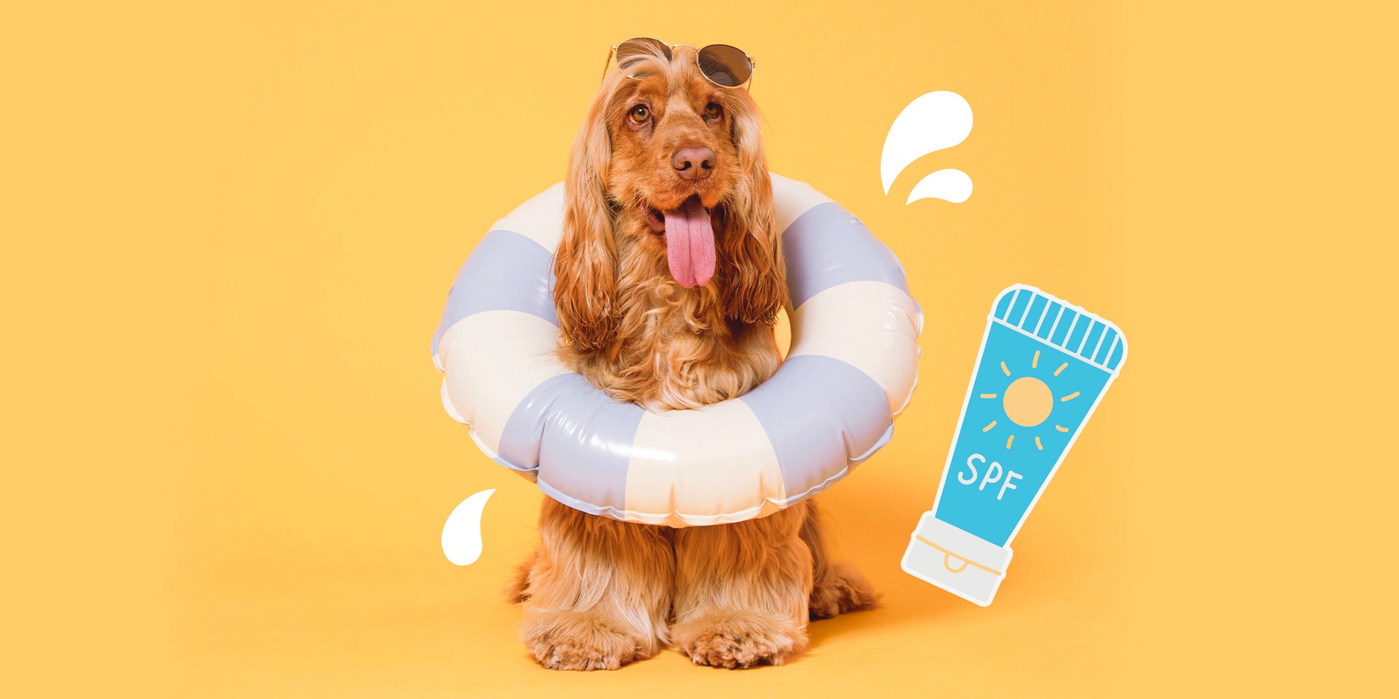 A golden Show Cocker Dog with a rubber ring around it, and a bottle of SPF, against a pale orange background