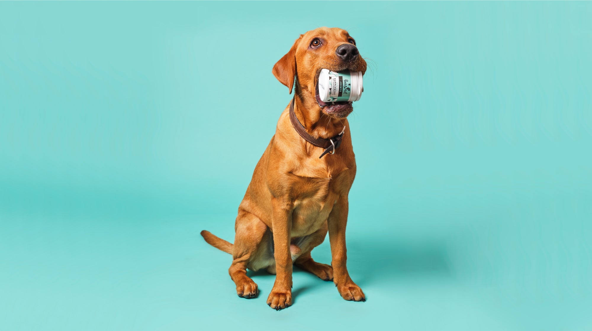 dog holding tub of supplements in his mouth