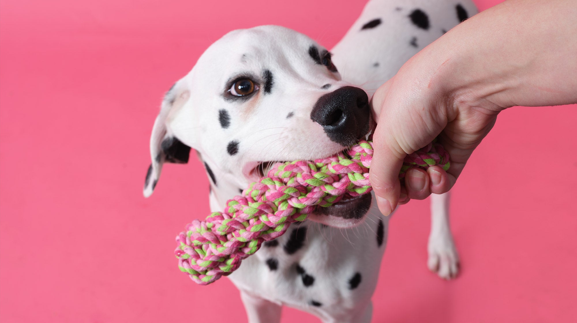 Dalmatian dog with toy in mouth on a pink background