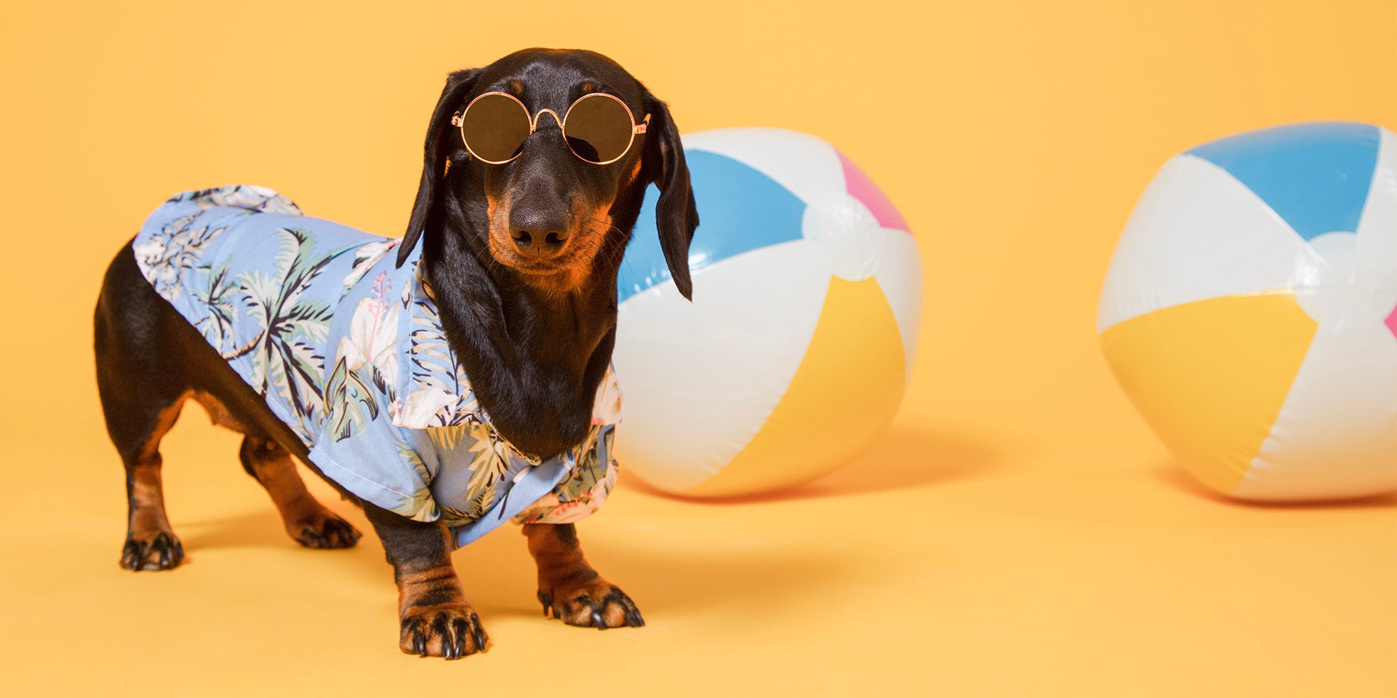 Dachshund dog in Hawaiian shirt and sunglasses on, with two blue, white and yellow beach balls, against an orange background