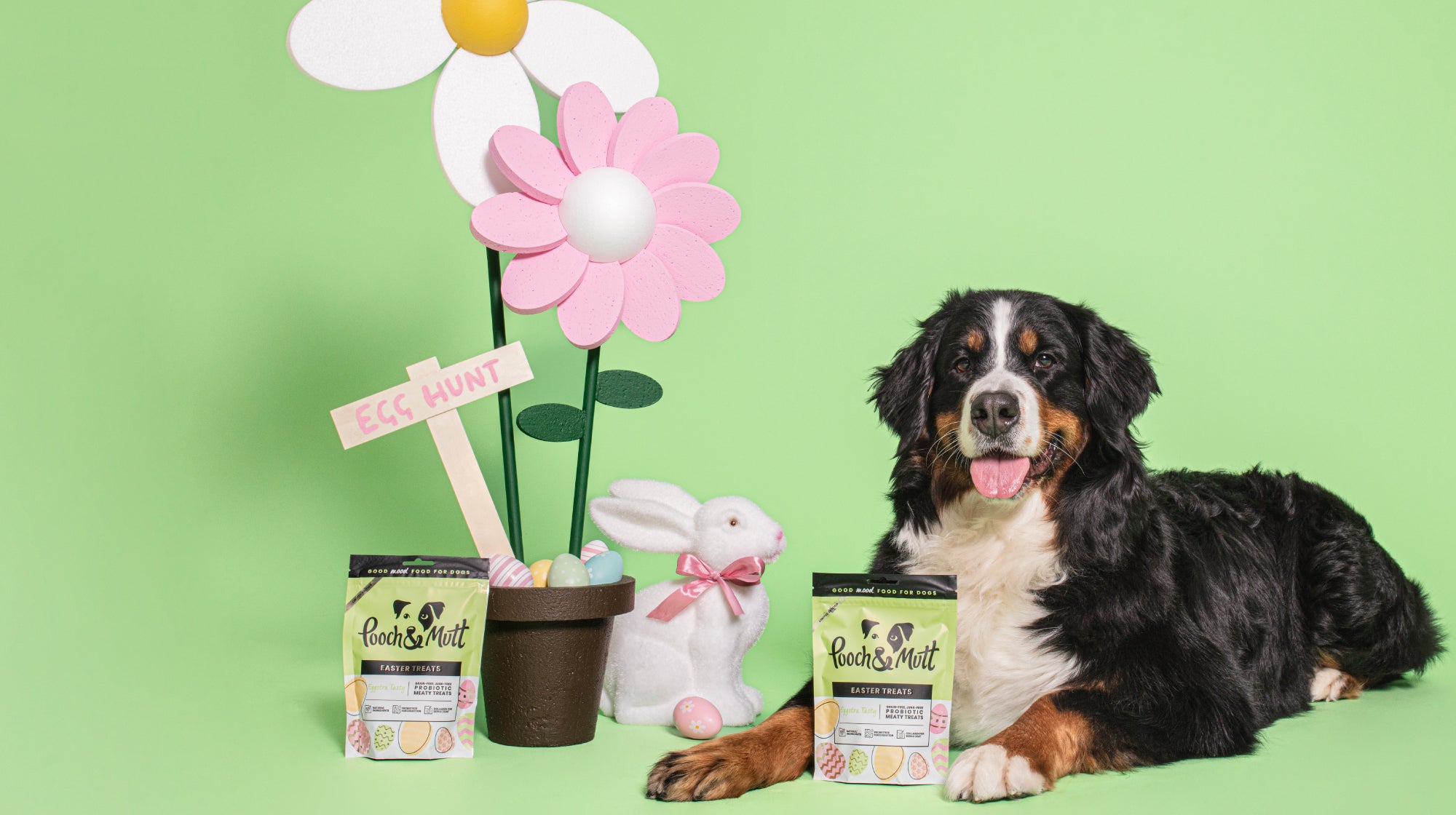 dog sat next to easter treats on a green background