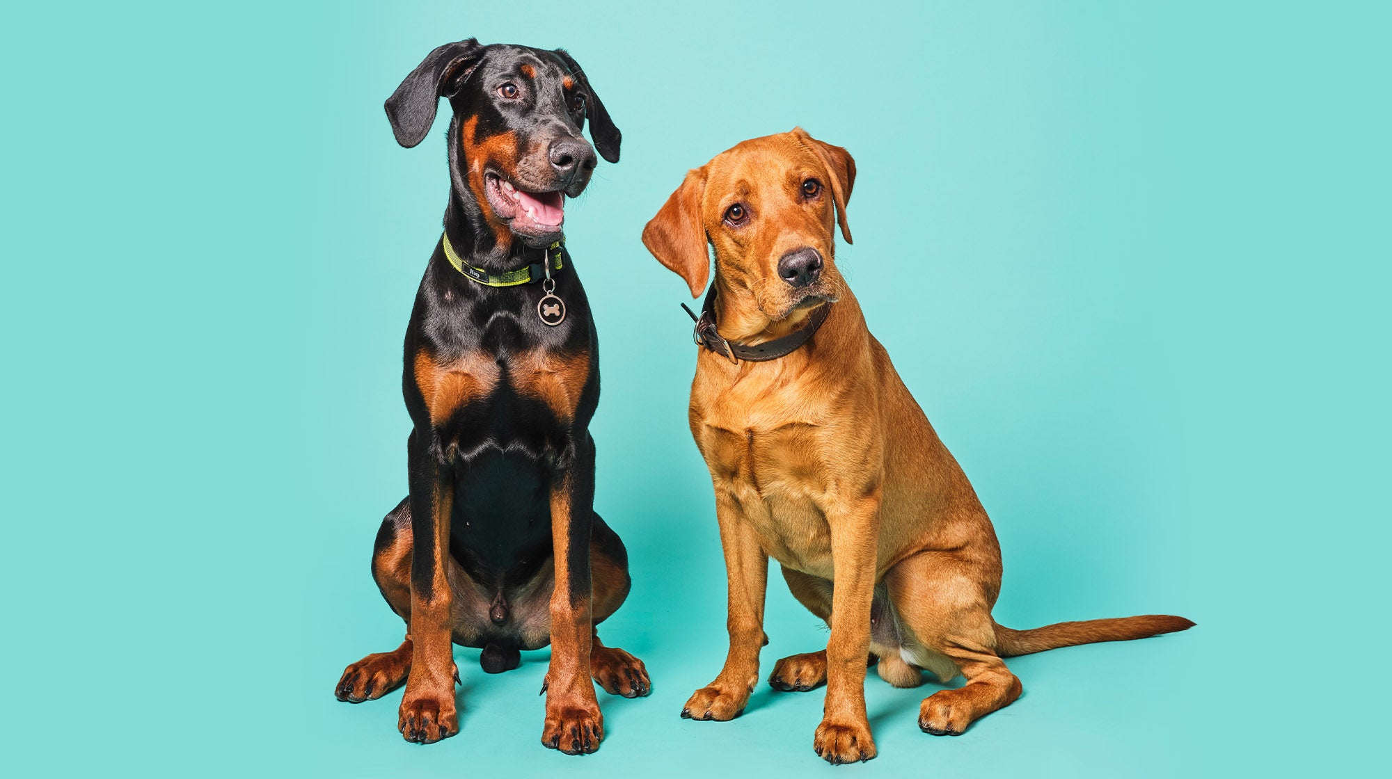 Two dogs sitting nicely on a blue background