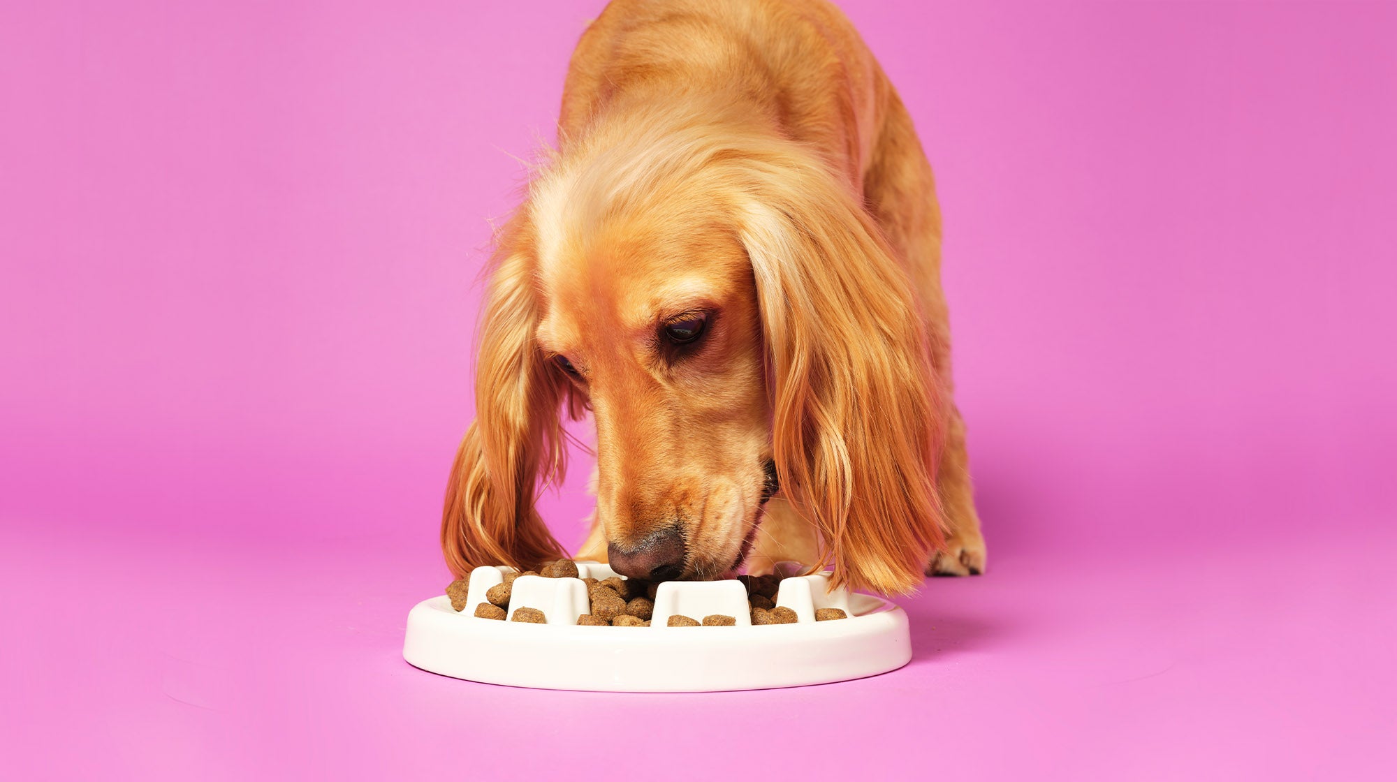 Golden coloured dog eating from a puzzle feeder on a pink background