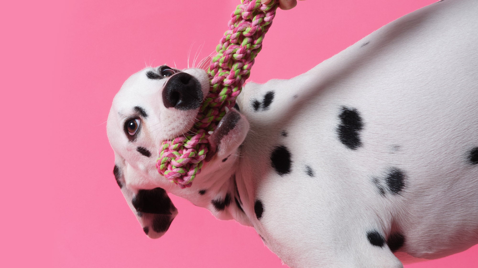 Dalmation dog on pink background with a rope toy in it's mouth