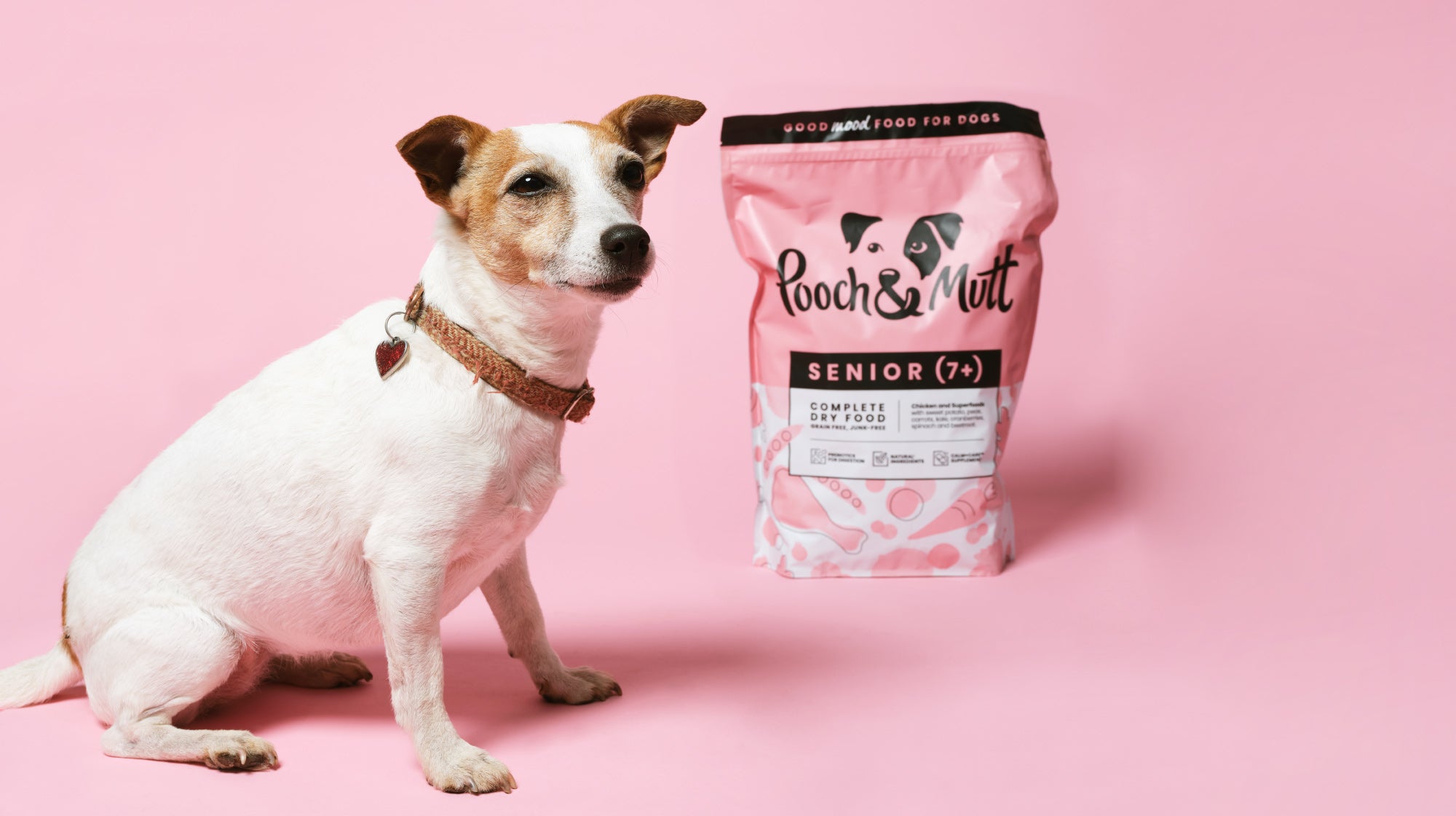 senior jack russell dog on pink background