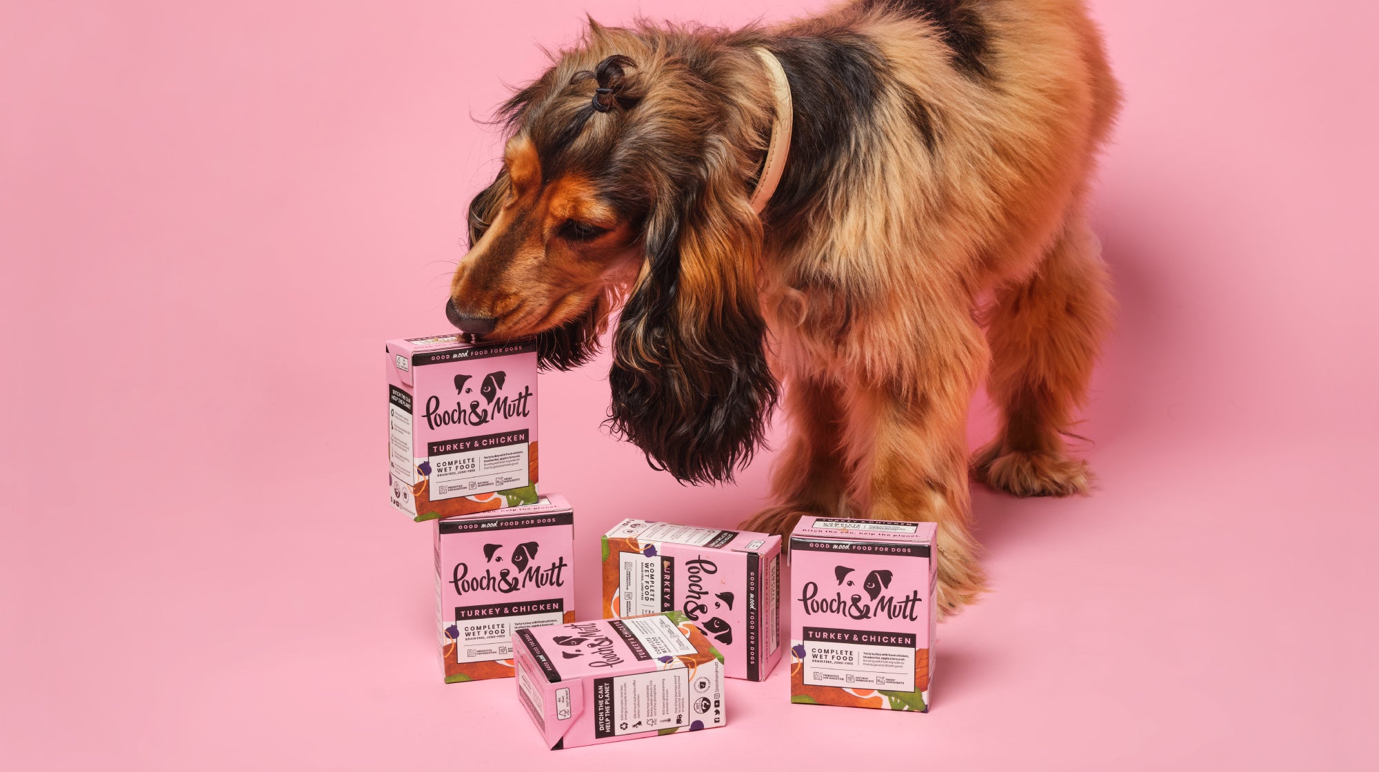 dog on a pink background interested in a tower of dog wet food cartons