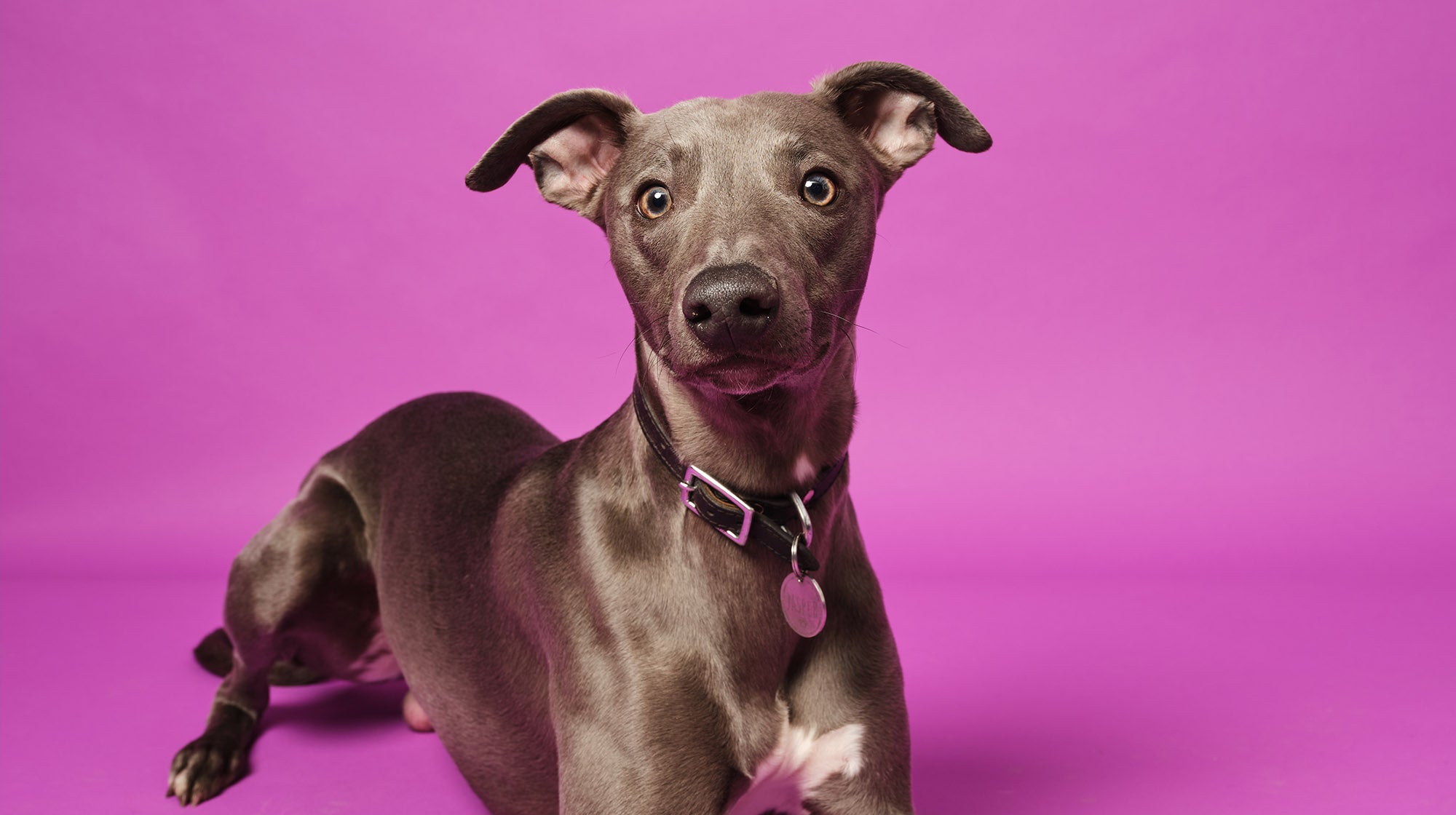 A brown dog lay down calmly on a purple background
