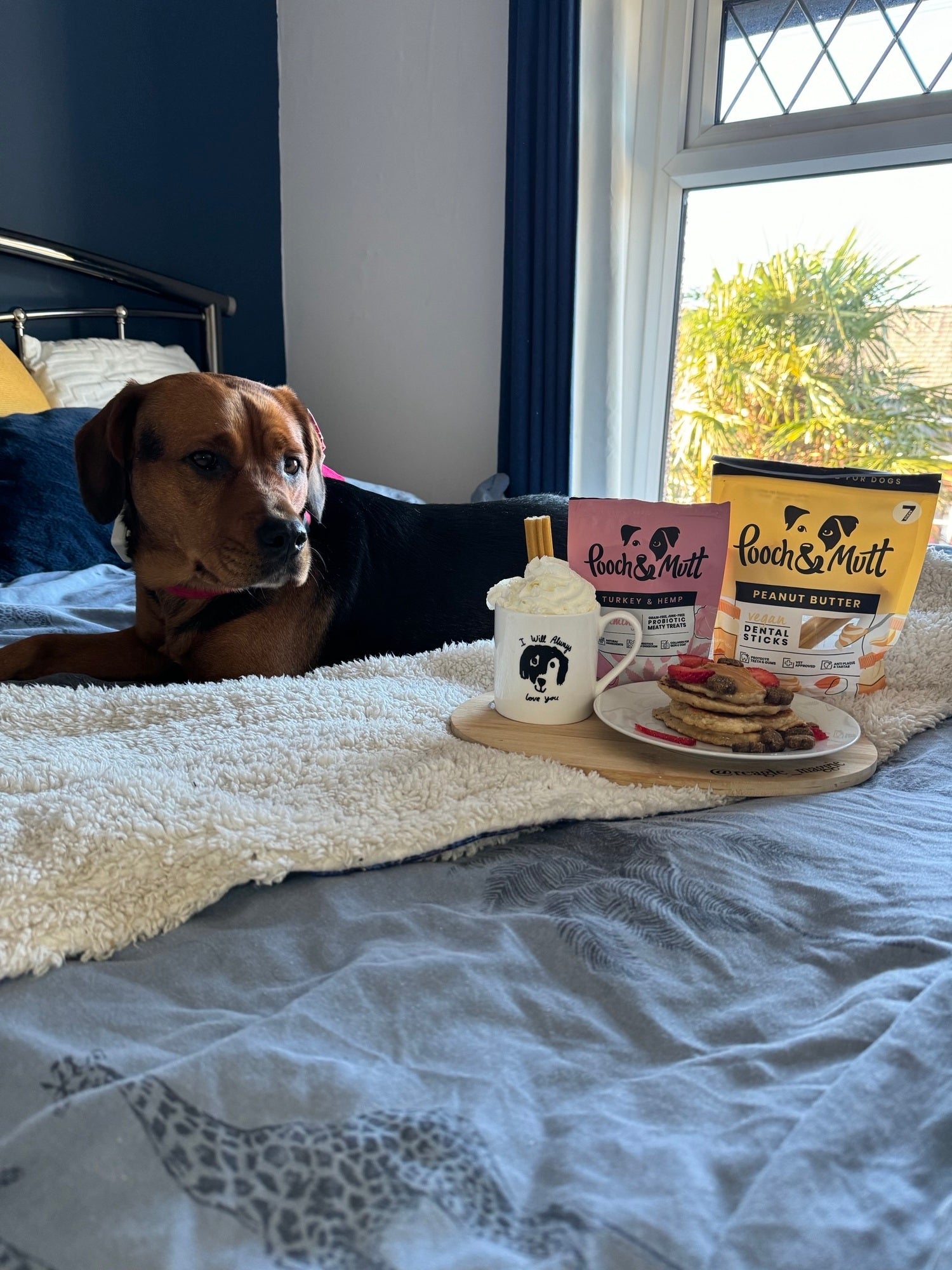 A tan and black short-haired dog, lay on a human bed, with a plate of pooch-friendly pancakes and Pooch & Mutt products