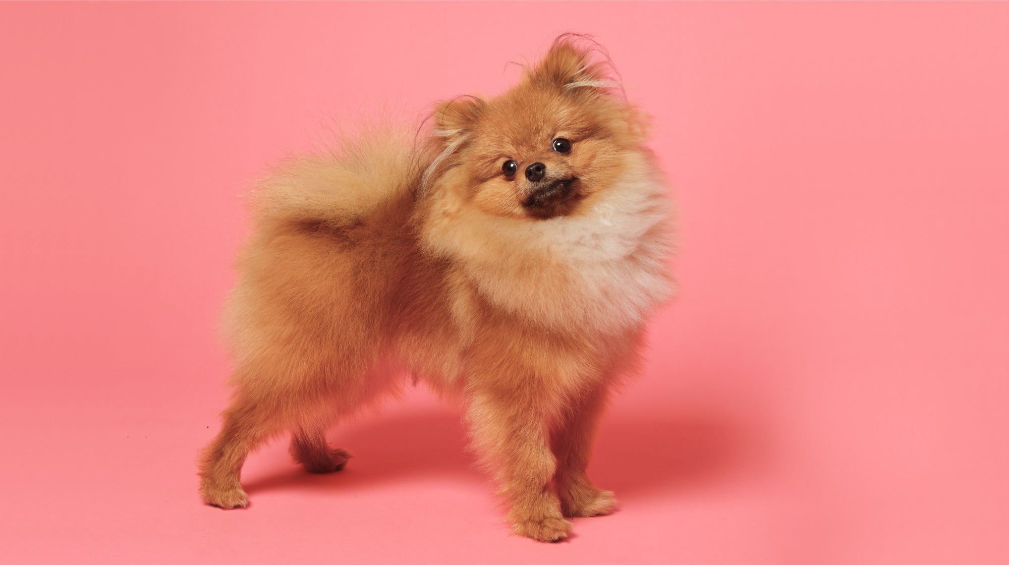Pomeranian dog on a pink background