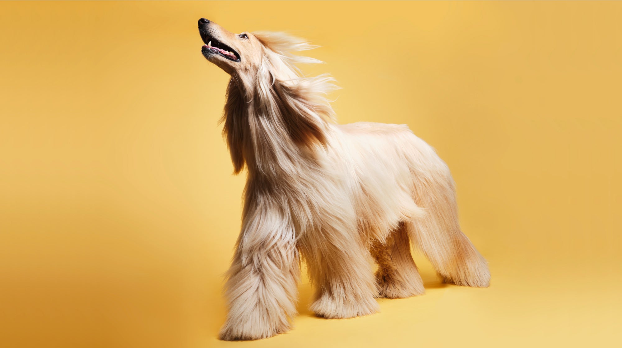 long haired dog with flowing hair walking on a yellow background