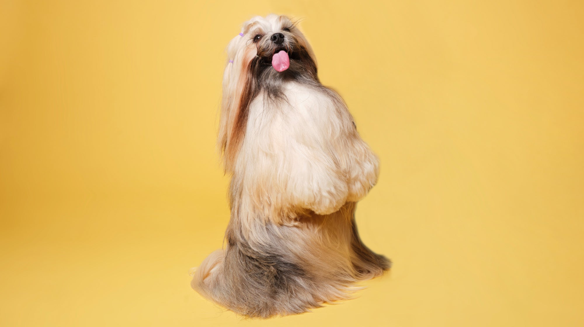 long haired dog sat up on a yellow background