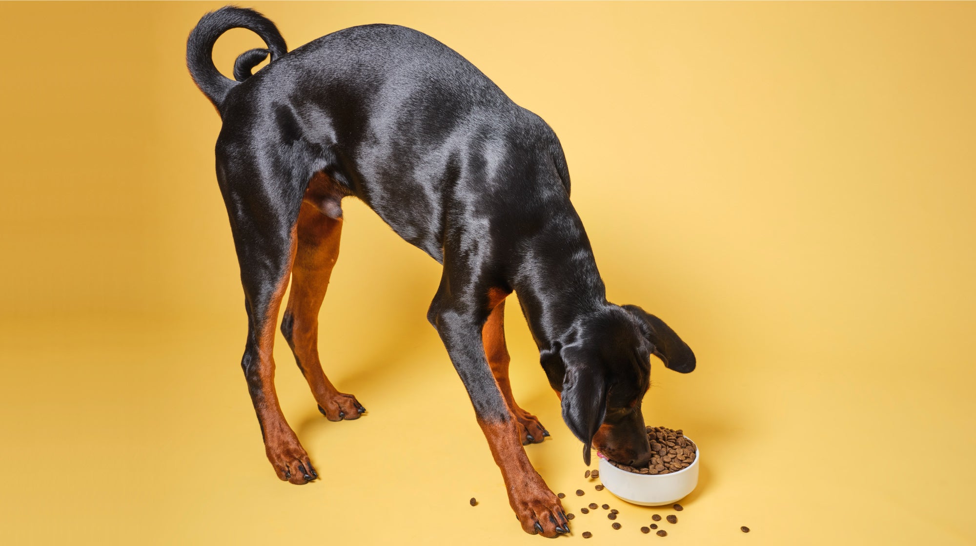 doberman dog on a yellow background