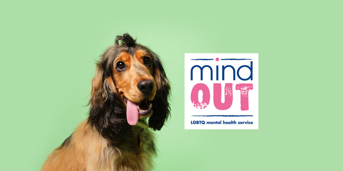 Show cocker dog, on a pale green background with the MindOut Charity logo