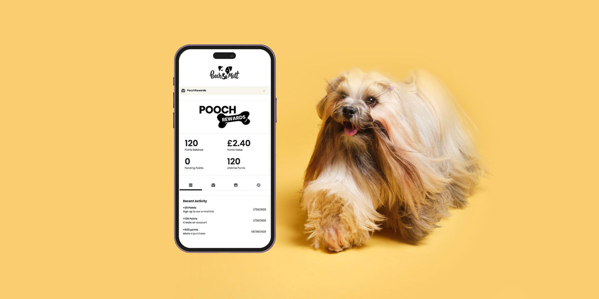 Cream coloured dog with long hair against a light orange background, with a mobile phone in frame with Pooch Rewards on the screen
